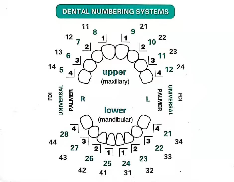 Dental Mould For Composite Res - Teeth Whitening Moulds review and price